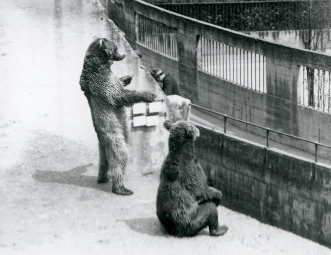 Twee bruine beren, een staand op zijn achterpoten en een zittend, kijkend vanaf de Mappin Terrassen, London Zoo, juli 1925 door Frederick William Bond