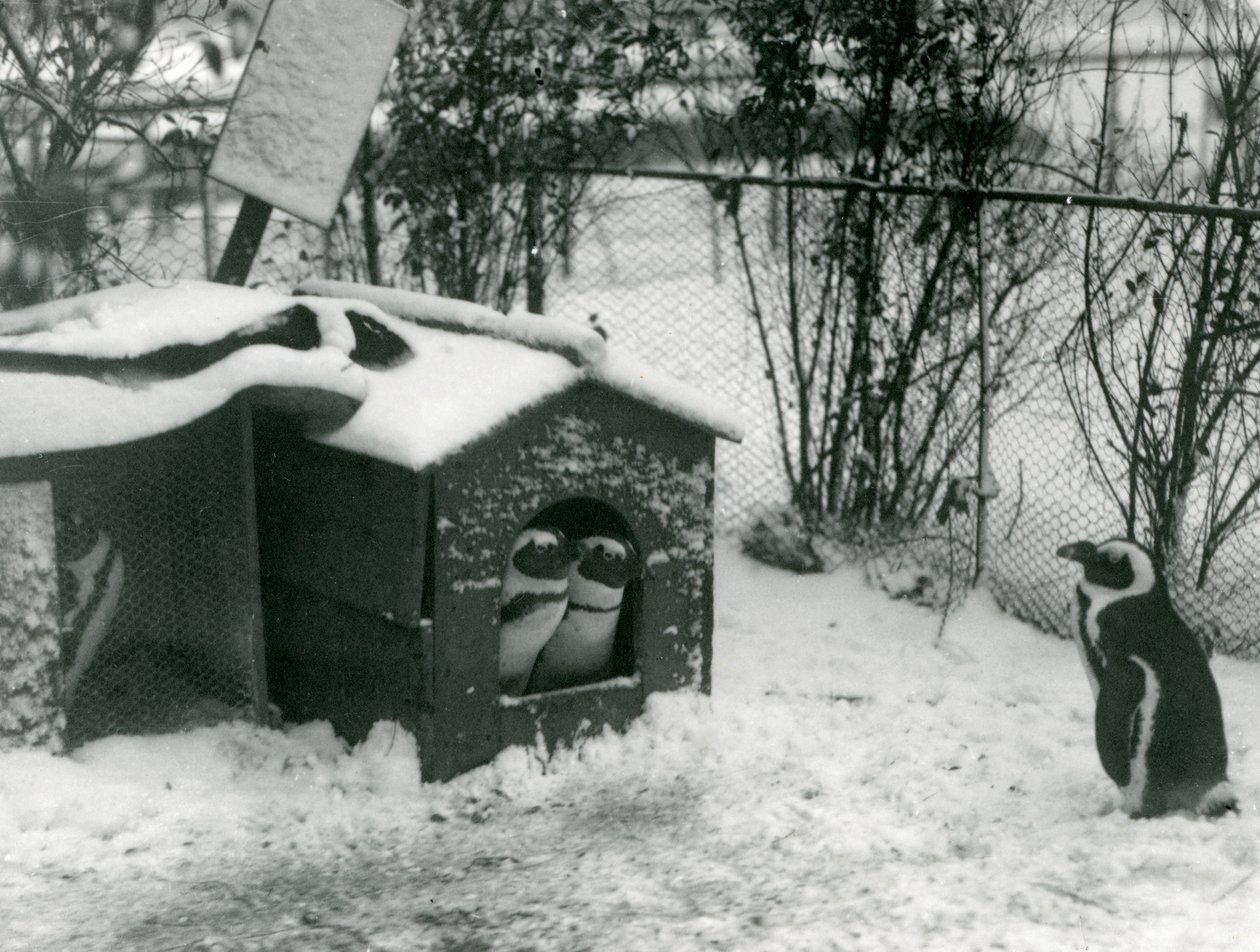 Twee bedreigde zwartvoetpinguïns kijken uit hun nestkast, in de sneeuw, terwijl een andere toekijkt, London Zoo, 1924 door Frederick William Bond