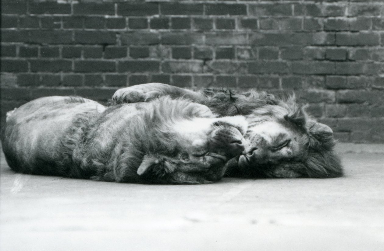 Twee leeuwen die slapen met hun poten om elkaar heen, London Zoo door Frederick William Bond