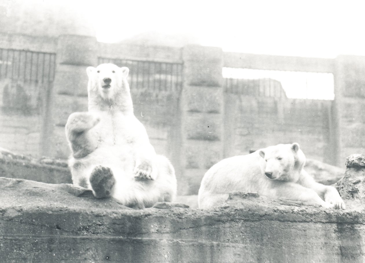 Twee ijsberen in ZSL London Zoo, 1927 door Frederick William Bond