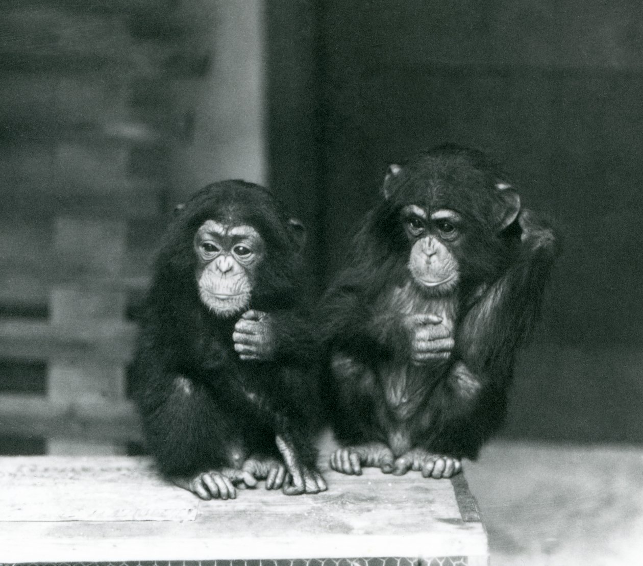 Twee jonge chimpansees zittend op een houten krat, London Zoo door Frederick William Bond