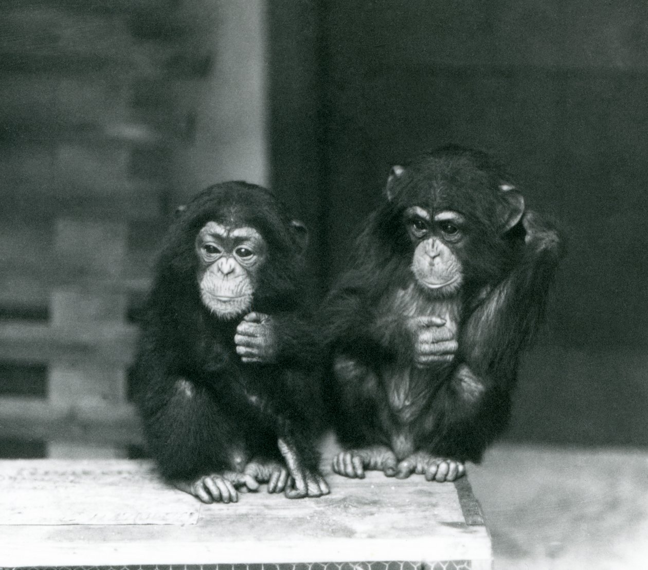 Twee jonge Chimpansees zittend op een houten krat, London Zoo door Frederick William Bond