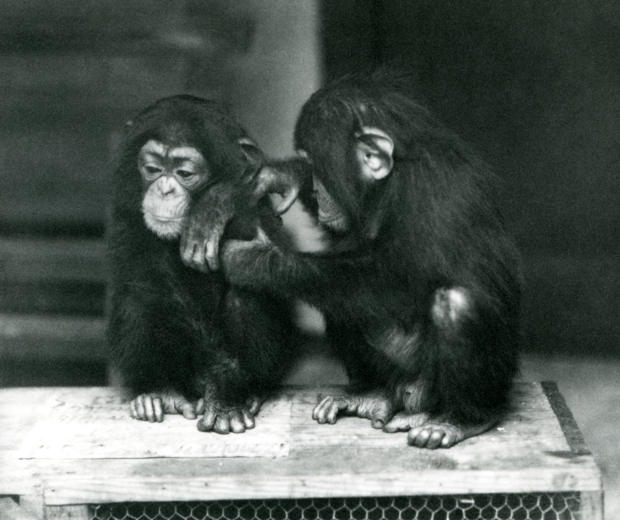 Twee jonge Chimpansees zittend op een houten krat, London Zoo door Frederick William Bond