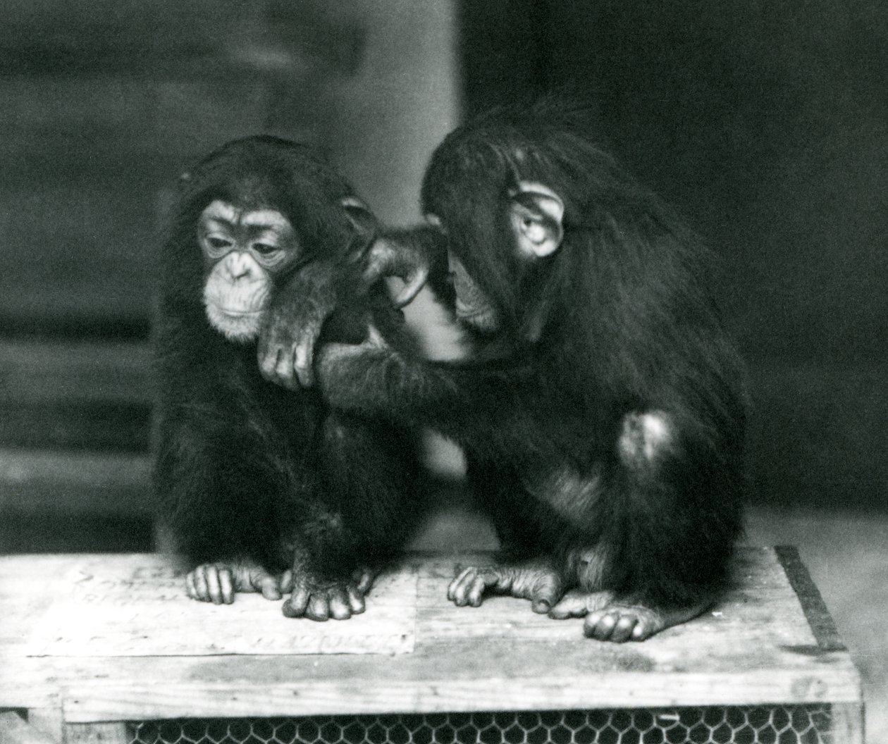Twee jonge Chimpansees zittend op een houten krat. De een zit stil terwijl de ander zijn vacht verzorgt, London Zoo door Frederick William Bond