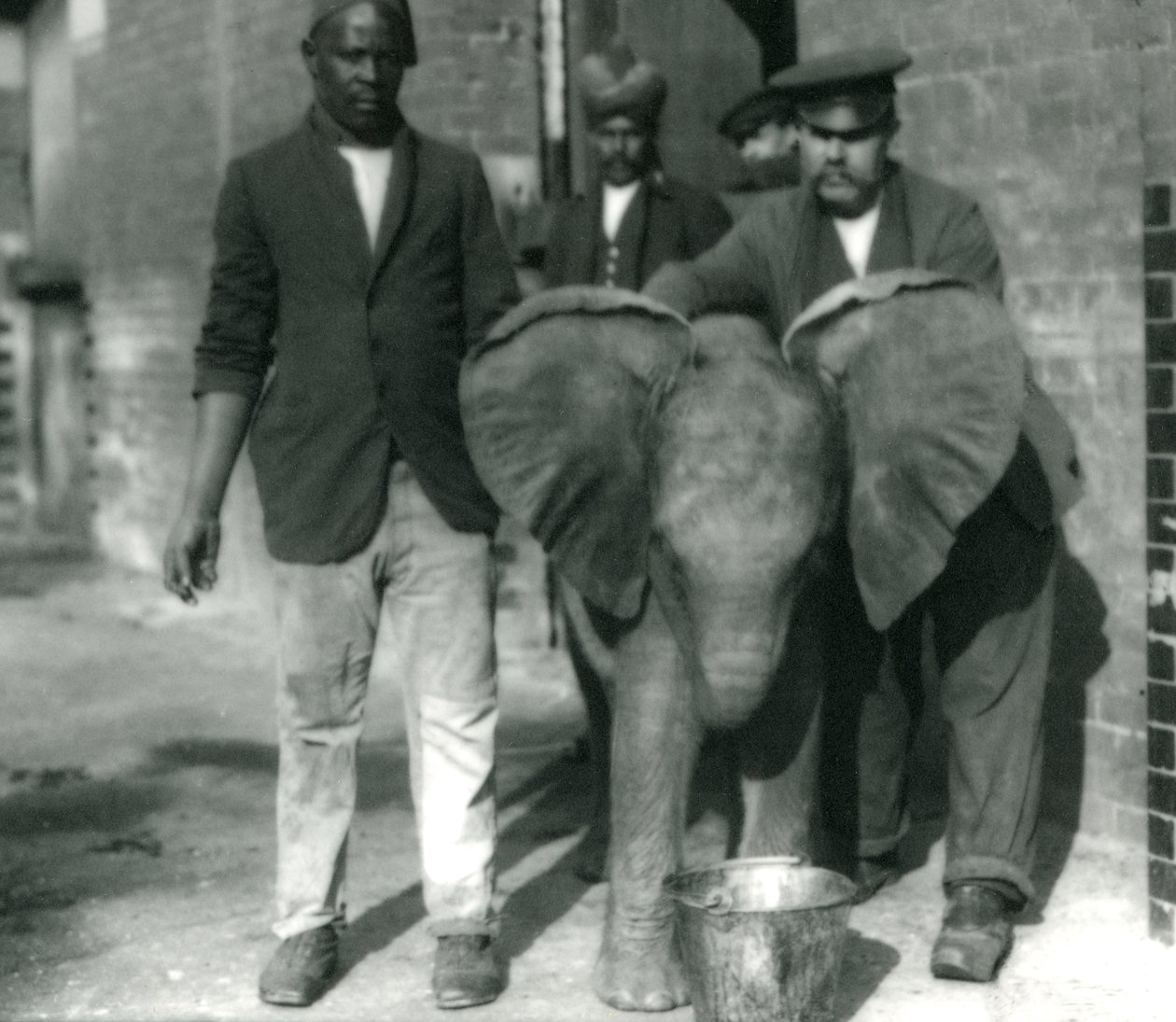 Jonge Afrikaanse olifant Kiberenge, drinkend uit een emmer, met trainers Darish en Syed Ali, en verzorger H. Robertson in 1923 door Frederick William Bond
