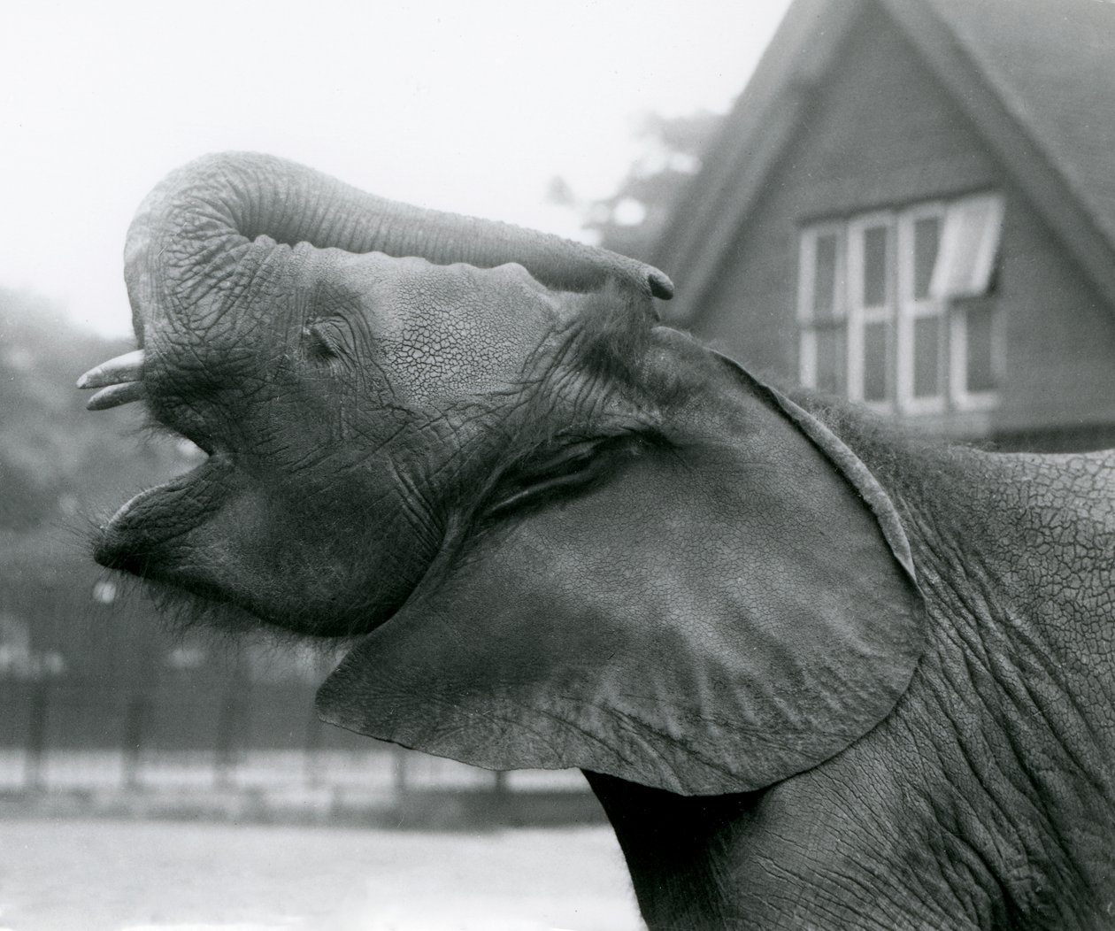 Jonge Afrikaanse Olifant Kiberenge die zijn slurf opheft en roept, London Zoo, augustus 1925 door Frederick William Bond