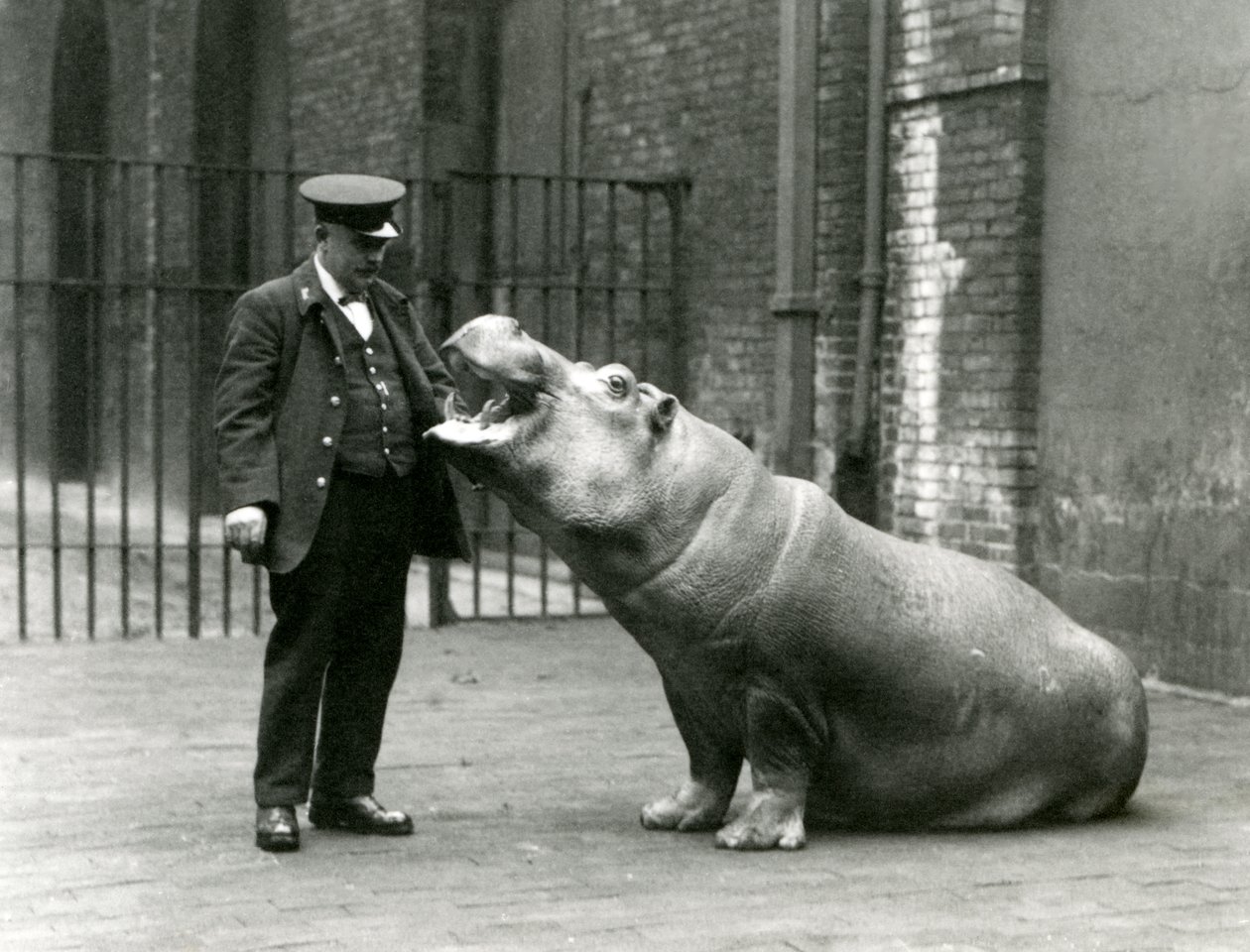 Jonge nijlpaard Bobbie zittend voor verzorger Ernie Bowman, London Zoo, juli 1923 door Frederick William Bond