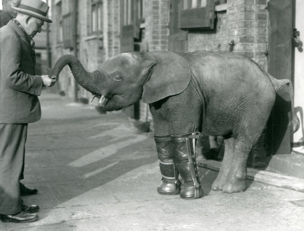 Jonge dwergolifant Oojah met spalken, als onderdeel van haar behandeling voor rachitis, London Zoo, 1926 door Frederick William Bond