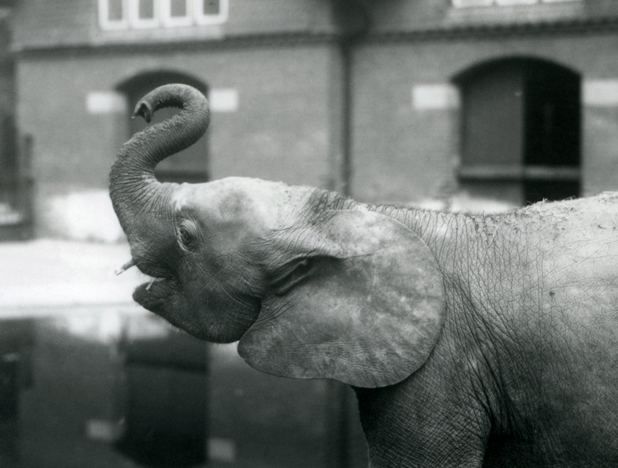 Jonge vrouwelijke Afrikaanse Dwergolifant Oojah die haar slurf opheft in London Zoo, augustus 1925 door Frederick William Bond