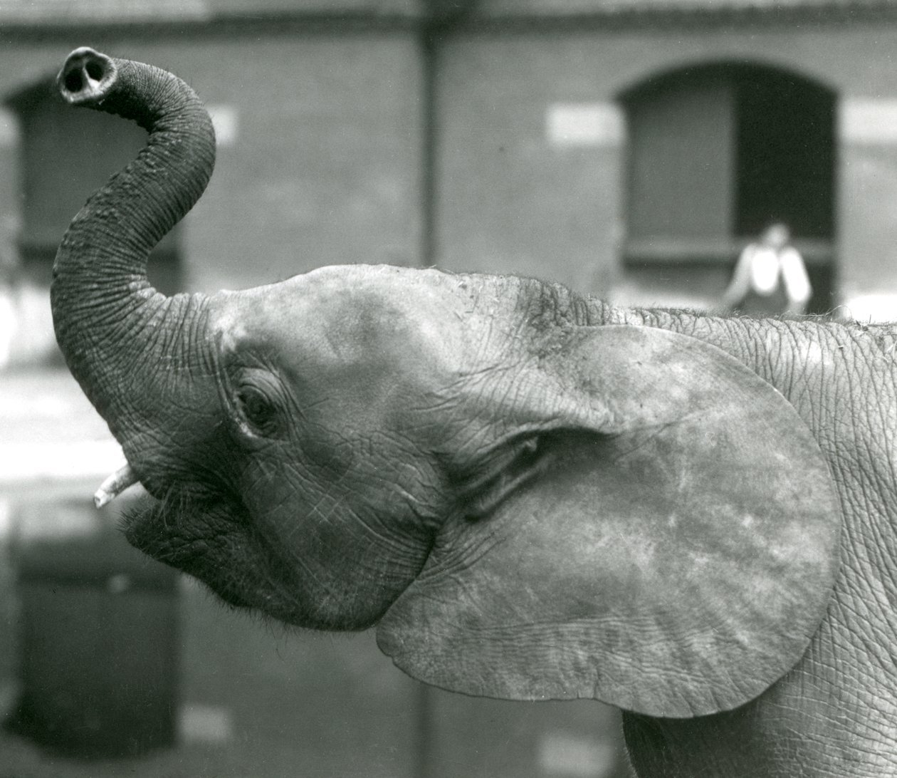 Jonge vrouwelijke Afrikaanse Dwergolifant Oojah die haar slurf opheft in de London Zoo, augustus 1925 door Frederick William Bond