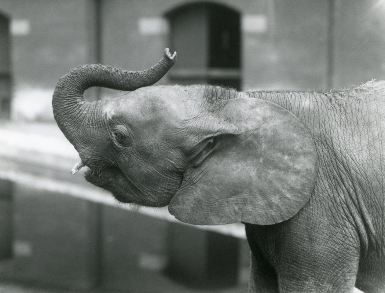 Jonge vrouwelijke Afrikaanse dwergolifant Oojah heft haar slurf in de Londense dierentuin, juli 1925 door Frederick William Bond