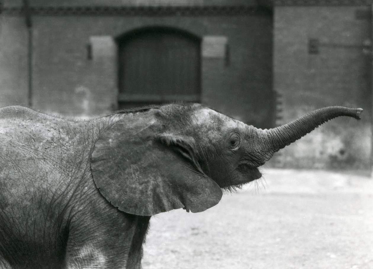 Jonge vrouwelijke Afrikaanse dwergolifant Oojah heft haar slurf voor een traktatie in de Londense dierentuin, juli 1925 door Frederick William Bond