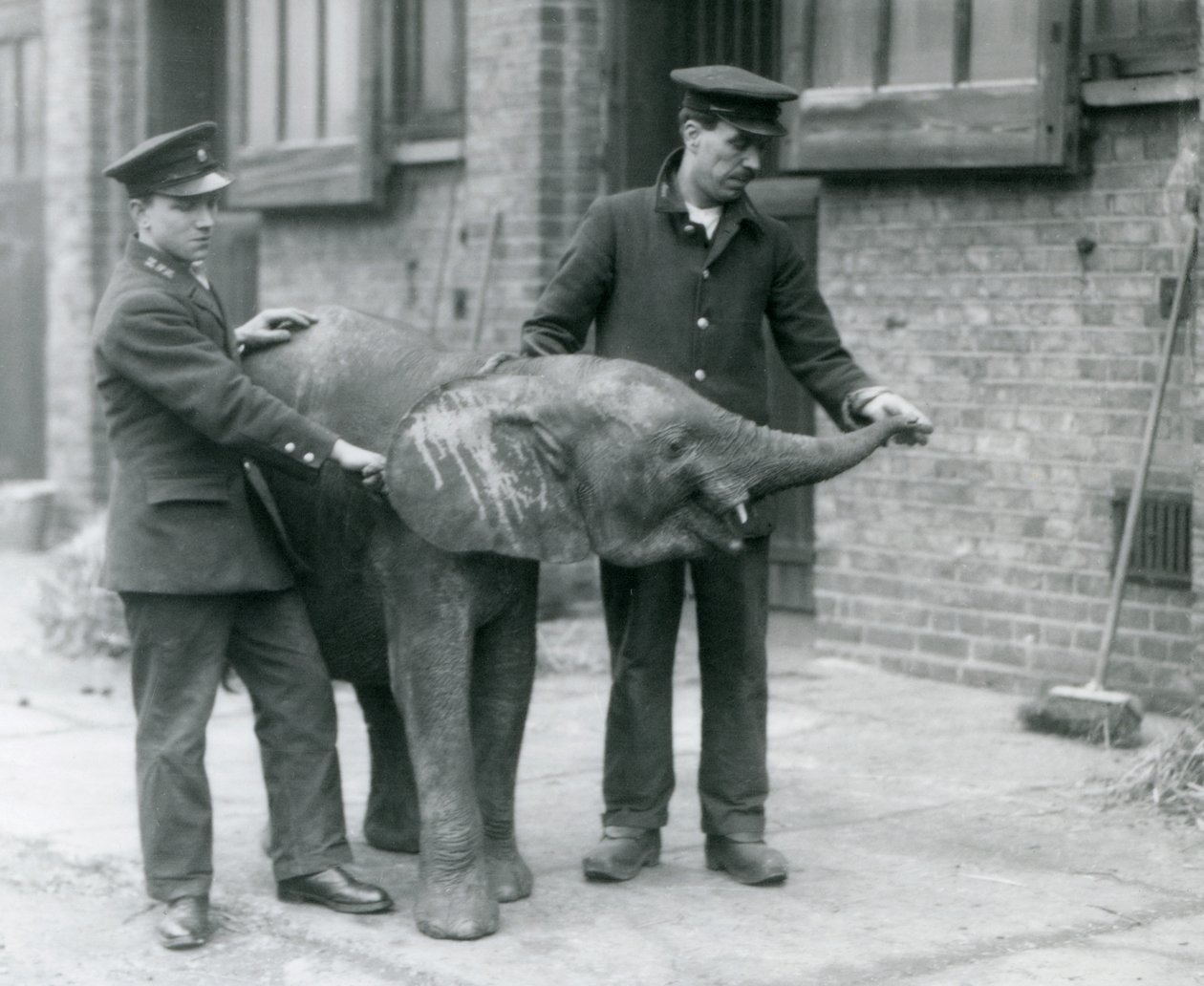 Jonge vrouwelijke Afrikaanse dwergolifant Oojah heft haar slurf voor een traktatie van haar verzorgers in de Londense dierentuin, april 1925 door Frederick William Bond