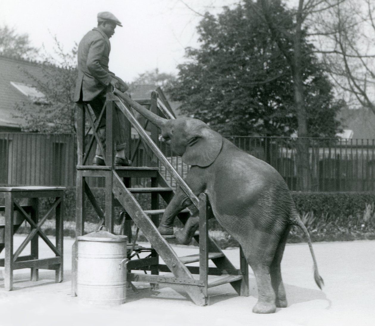 Jonge vrouwelijke Afrikaanse Dwergolifant Oojah met haar voorpoten op de inschepingsstappen, reikend naar haar trainer, die op de bovenste trede staat, met haar slurf, London Zoo, juni 1925 door Frederick William Bond
