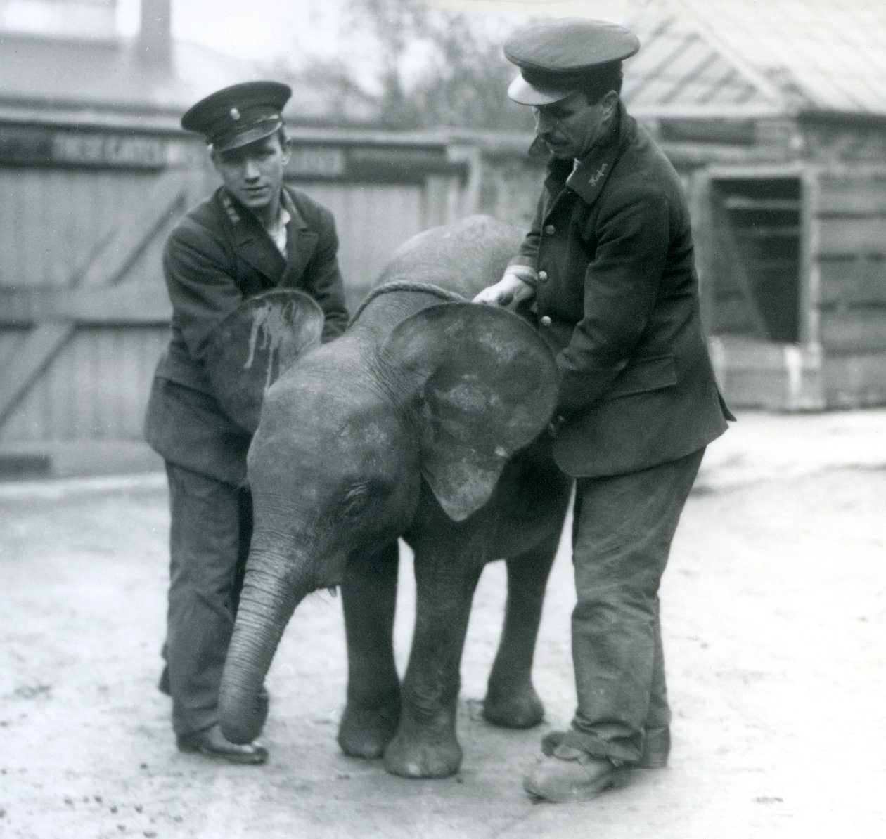 Jonge vrouwelijke Afrikaanse Pygmee-olifant Oojah met twee verzorgers in de Londense dierentuin in april 1925 door Frederick William Bond