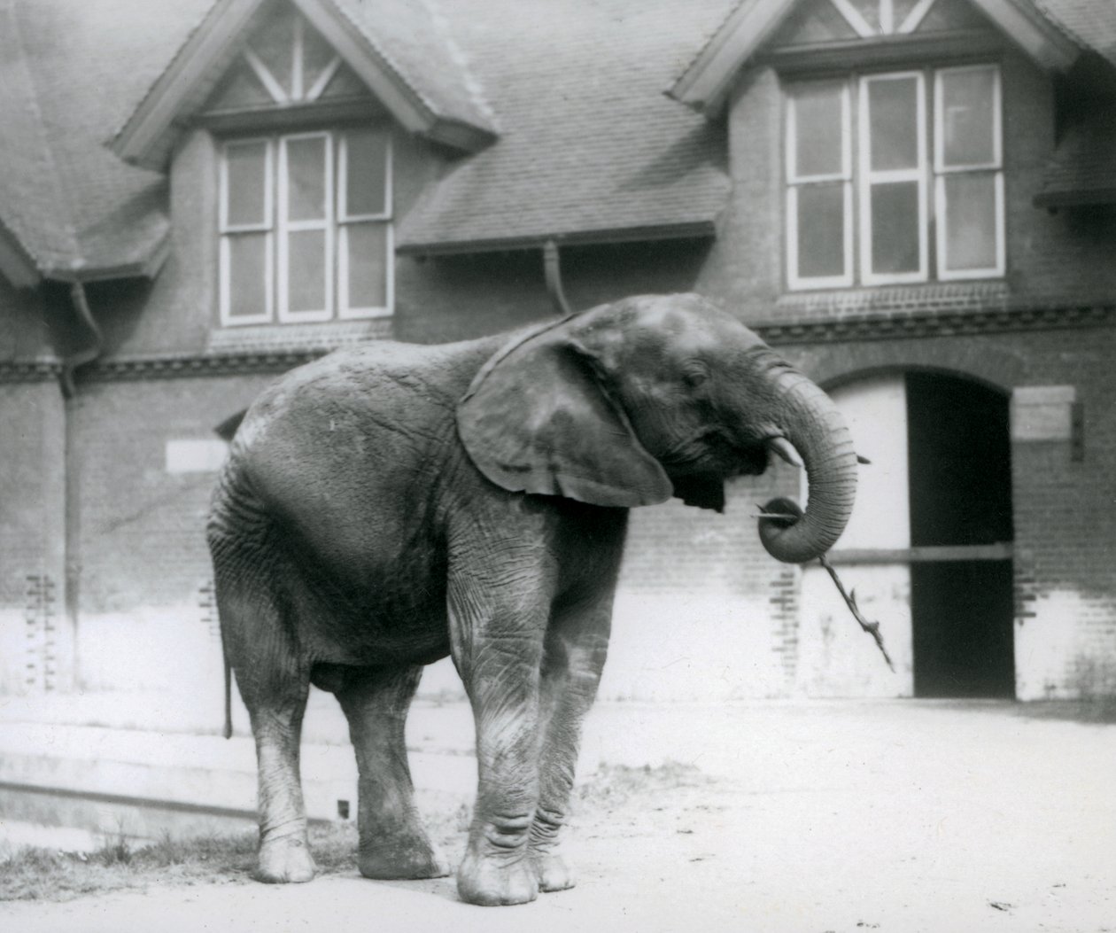 Jonge mannelijke Afrikaanse olifant Kiberenge voor het olifantenhuis, London Zoo, juni 1927 door Frederick William Bond