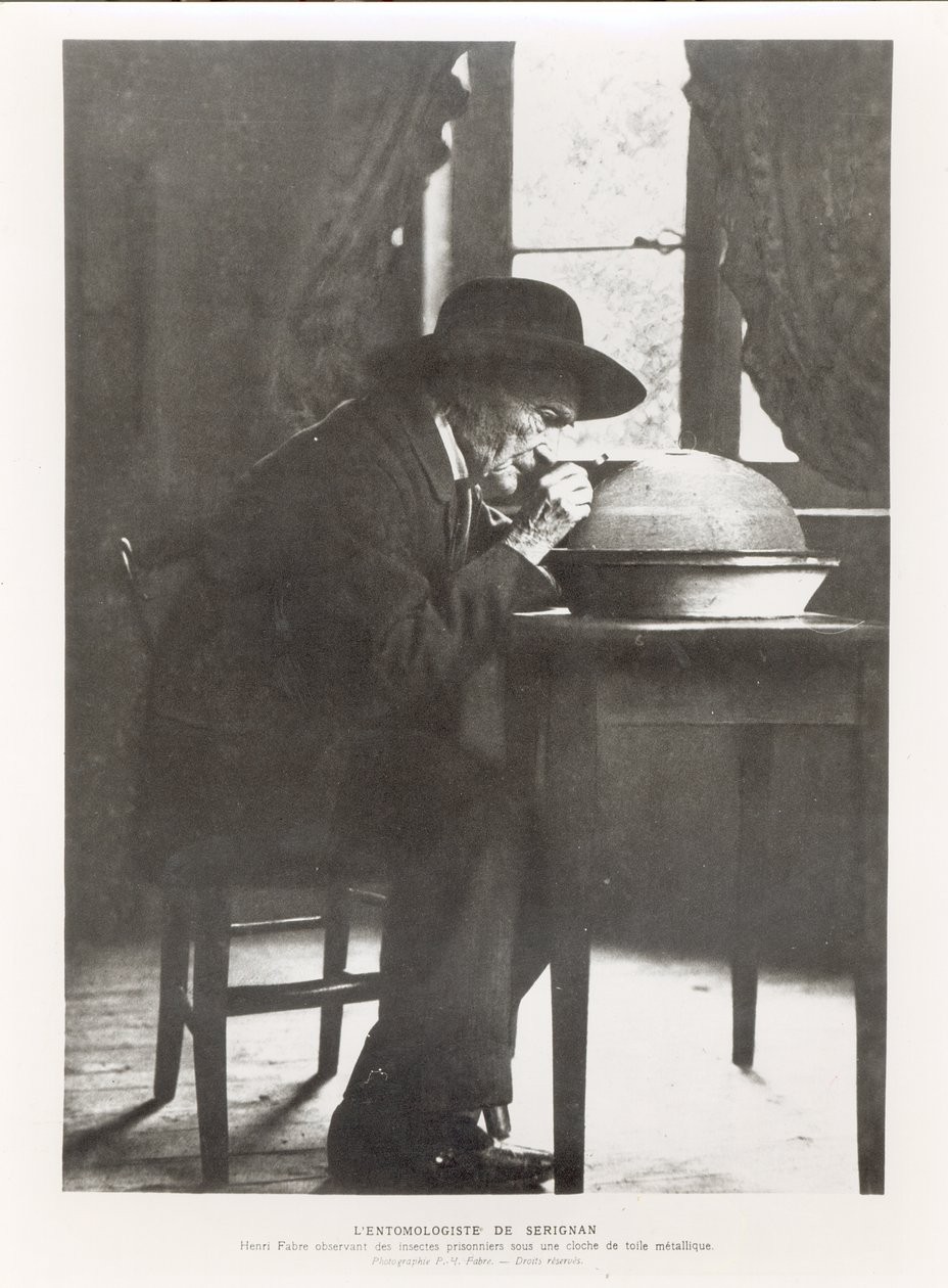 Jean-Henri Fabre (1823-1915) observeert insecten, uit Souvenirs Entomologiques, gepubliceerd in 1924 door French Photographer