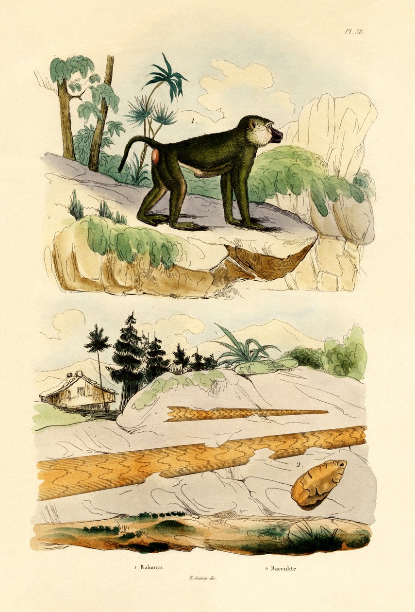 Baviaan, 1833-39 door French School