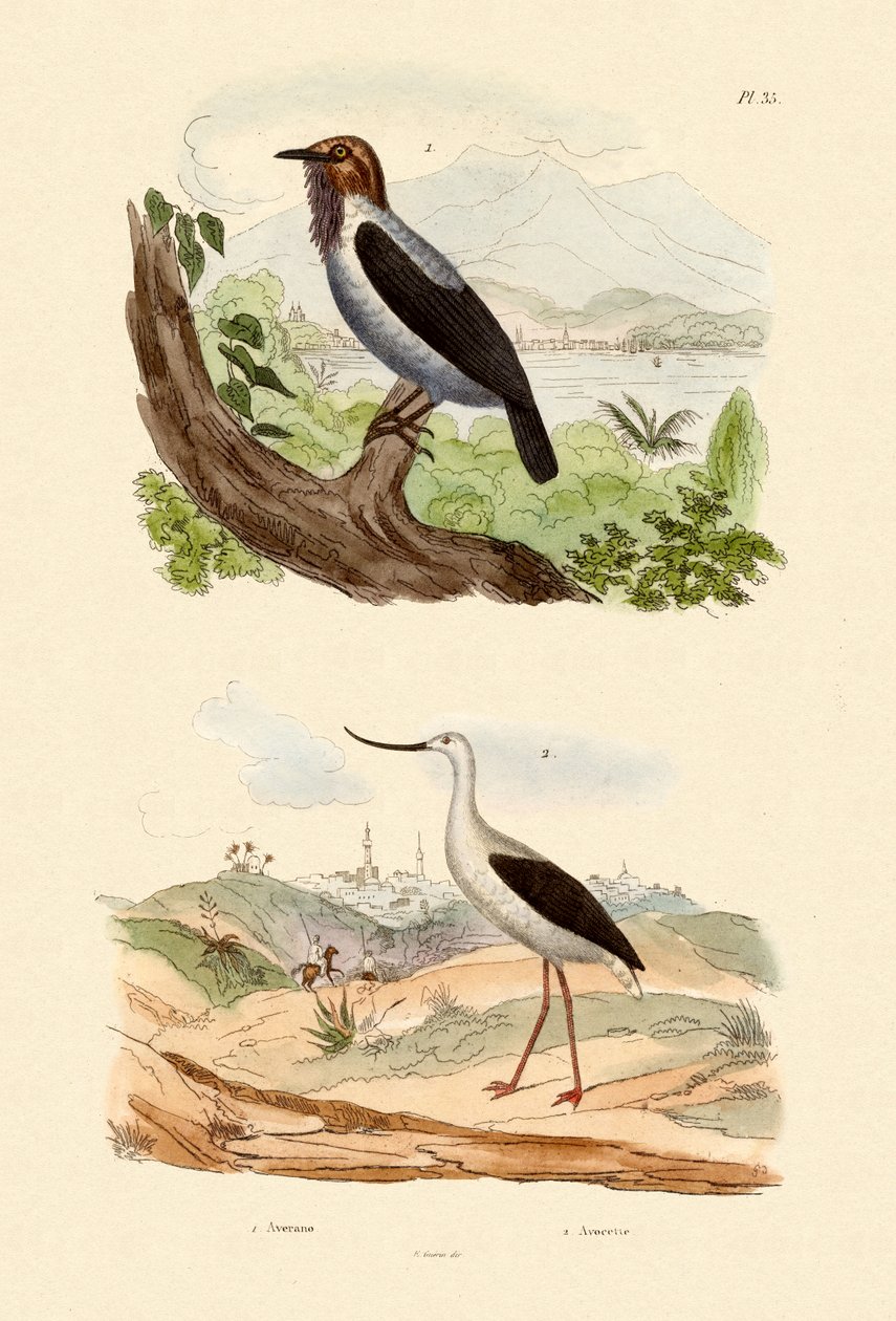 Baardklokvogel, 1833-39 door French School