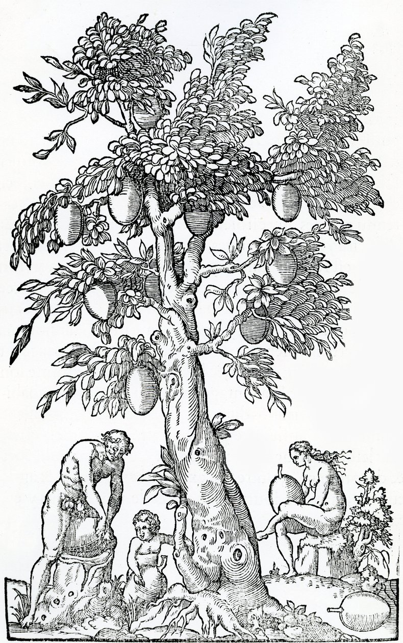 Broodvruchtenoogst, illustratie uit Singulariteiten van Frankrijk Antarctique, door Andre de Thevet, 1558 door French School