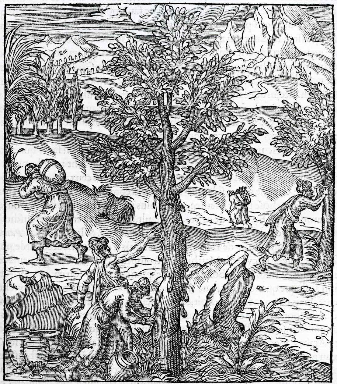 Wierook verzamelen van pijnbomen, illustratie uit Cosmographie Universelle, door Andre de Thevet, 1575 door French School