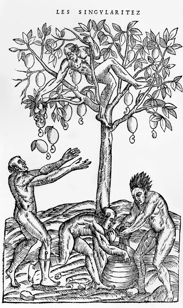 Noten verzamelen voor wijn maken, illustratie uit Singulariteiten van Frankrijk Antarctique, door Andre de Thevet, 1558 door French School