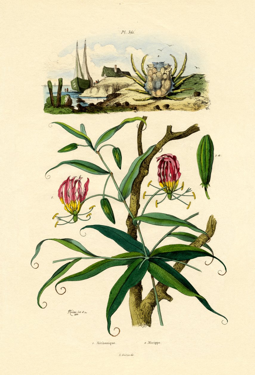 Gloriosa Lelie door French School