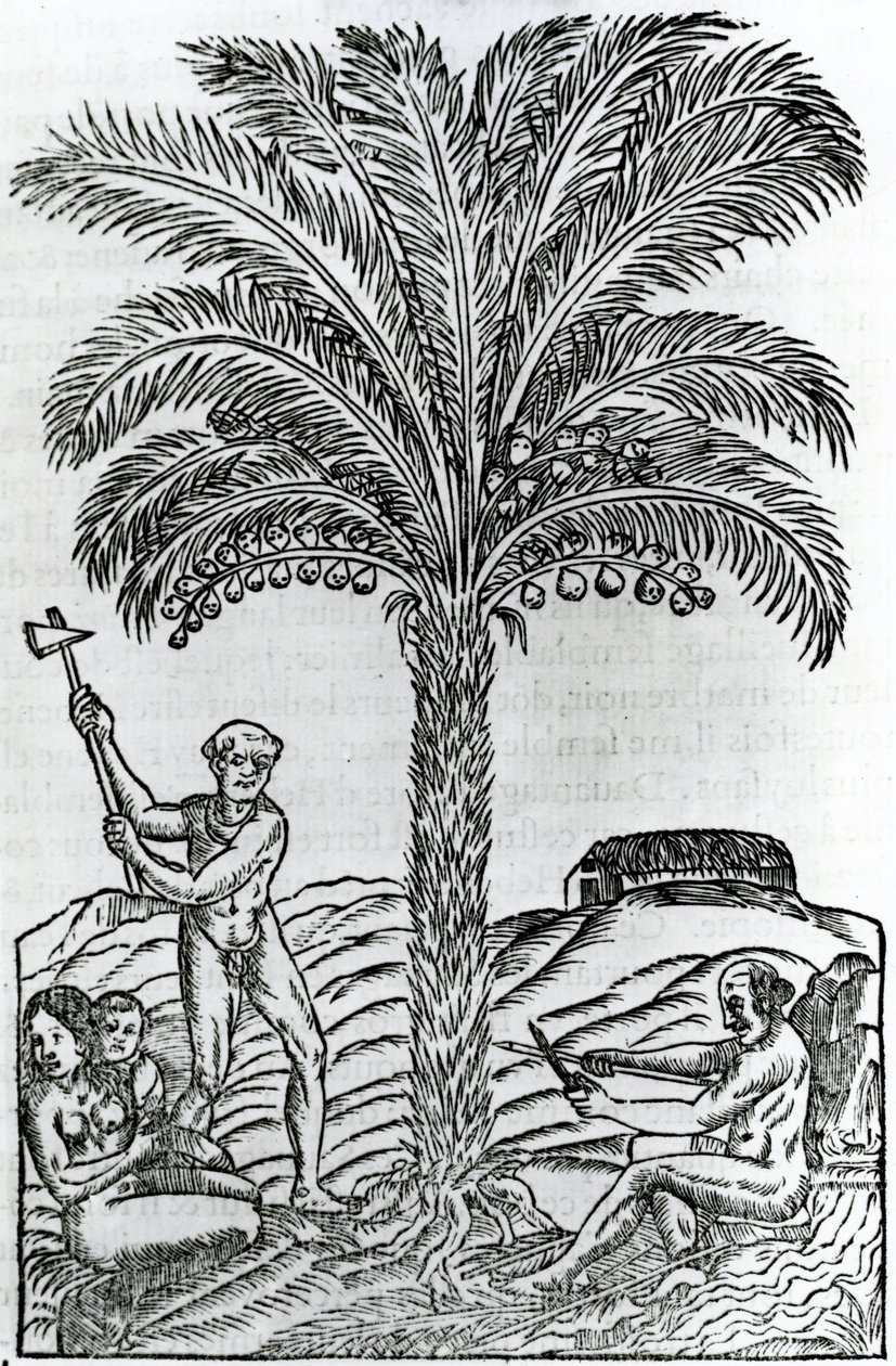Oogst, illustratie uit Singulariteiten van Frankrijk Antarctique, door Andre de Thevet, 1558 door French School