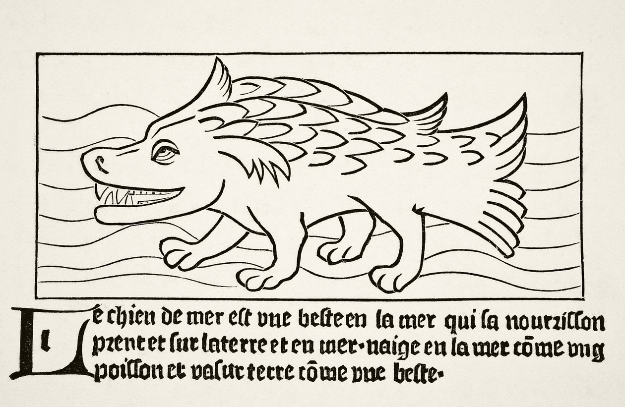 De Zeehond, uit 