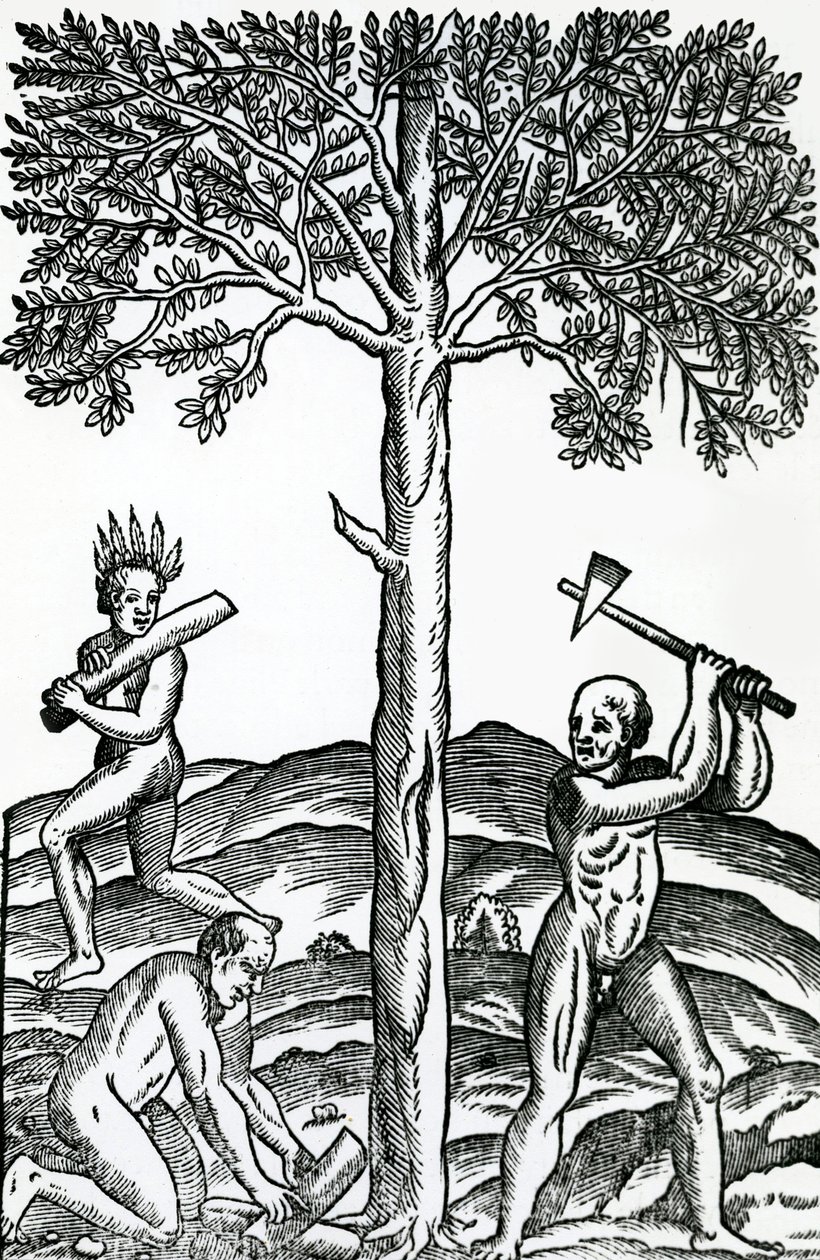 Bomen kappen, illustratie uit Singulariteiten van Frankrijk Antarctique, door Andre de Thevet, 1558 door French School