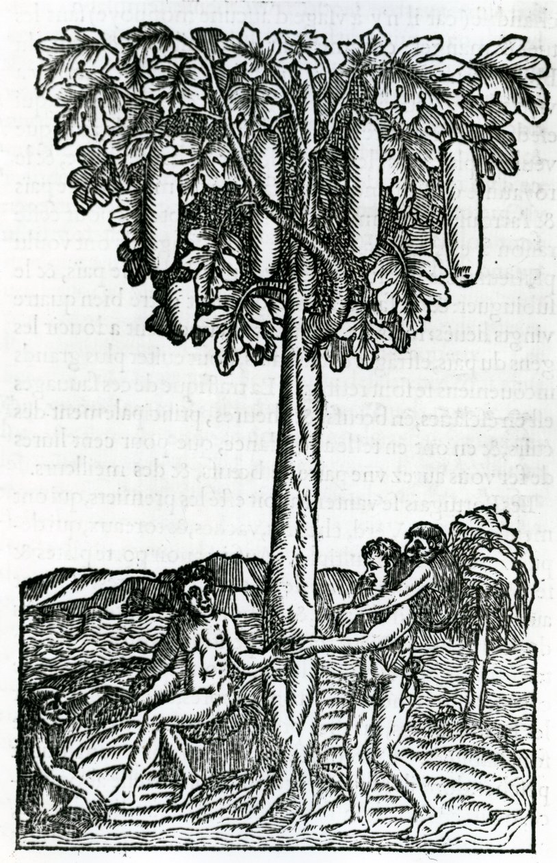 Boomoogst, illustratie uit Singulariteiten van Frankrijk Antarctique, door Andre de Thevet, 1558 door French School