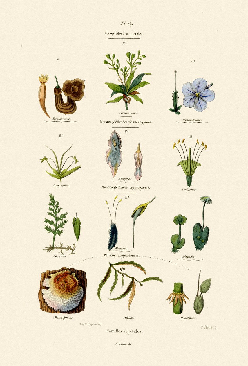 Vegetale families, 1833-39 door French School