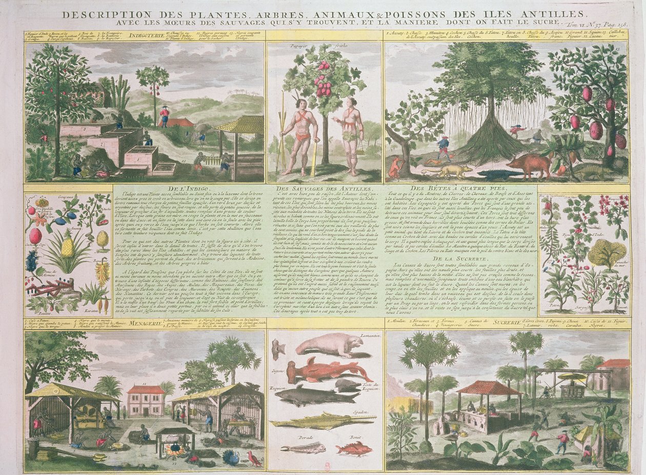 Beschrijving van planten, bomen, dieren en vissen gevonden in de Antillen, illustratie uit Histoire Generale des Antilles Habitees par les Francois Vol. 2 door Jean Baptiste Du Tertre (1610-1687) door French School