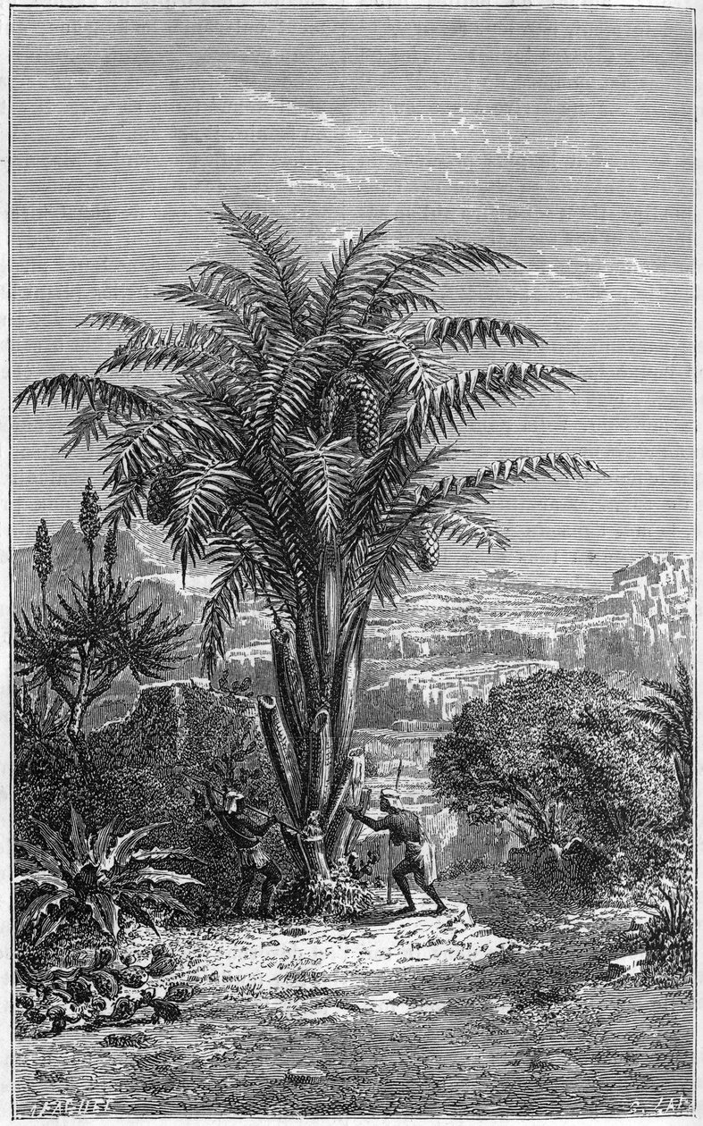 Een Gagouier uit Guinee is een palmboom van de stam van de calamees. Het is onmisbaar voor het leven omdat het Afrikanen brood en wijn geeft. Gravure in 