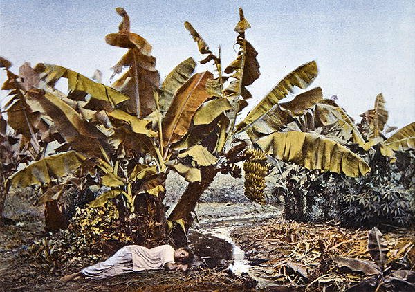 Een banaan- en maniokplantage in Nieuw-Caledonië, eind 19e eeuw door French School