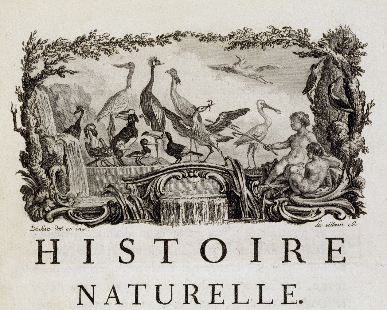 Allegorie van de natuurlijke historie over vogels - in 