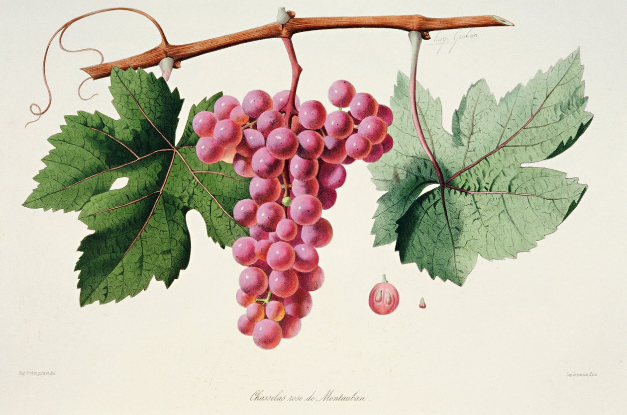 Ampelografie, Druif Chasselas Rose de Montauban Auvergne door French School