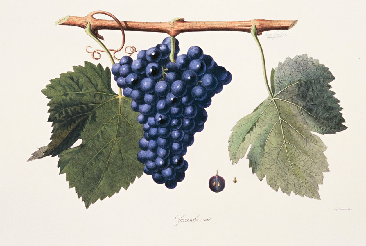 Ampelografie, Druif Grenache Côtes du Rhône door French School