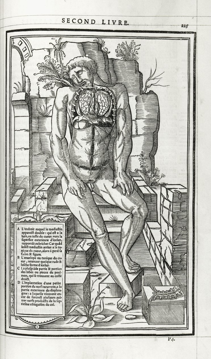 Anatomische illustratie, 1546 door French School