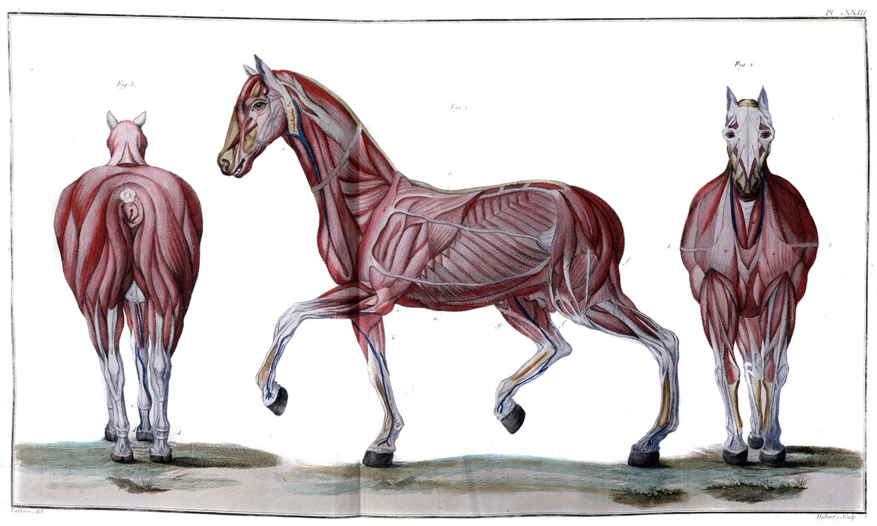Anatomie van het paard: huid, gezicht en profiel - 