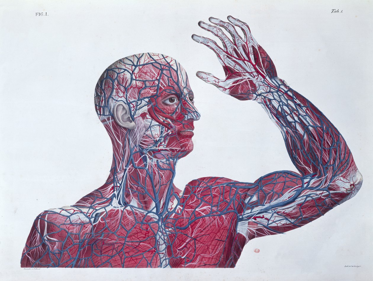 Anatomie van het menselijk hoofd en arm, uit een boek over anatomie door Francesco Antommarchi (1789-1838) gegraveerd door Mascagni, c.1820 door French School
