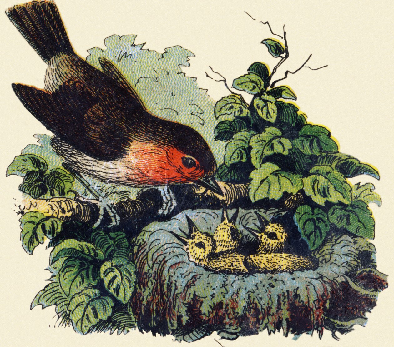 Vogel en kuikens in een nest. Gravure in "ABC onbreekbaar op gelakt canvas". A. Capendu, uitgever, Parijs, eind 19e eeuw. Kinderboekwinkel geïllustreerd. 8 pagina