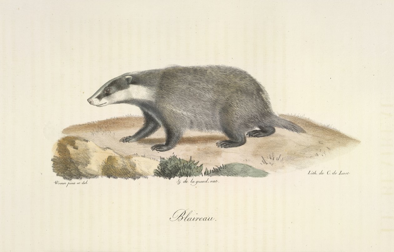 Das, uit Histoire Naturelle des Mammifères (kleur litho) door French School