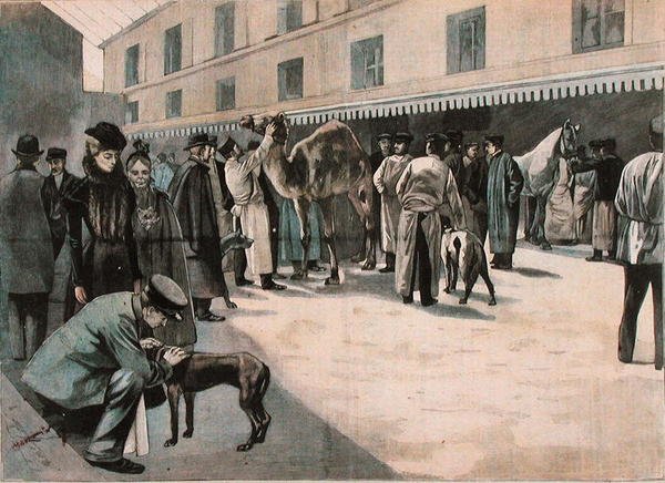 Verzorging van een kameel aan de Ecole Nationale Veterinaire d