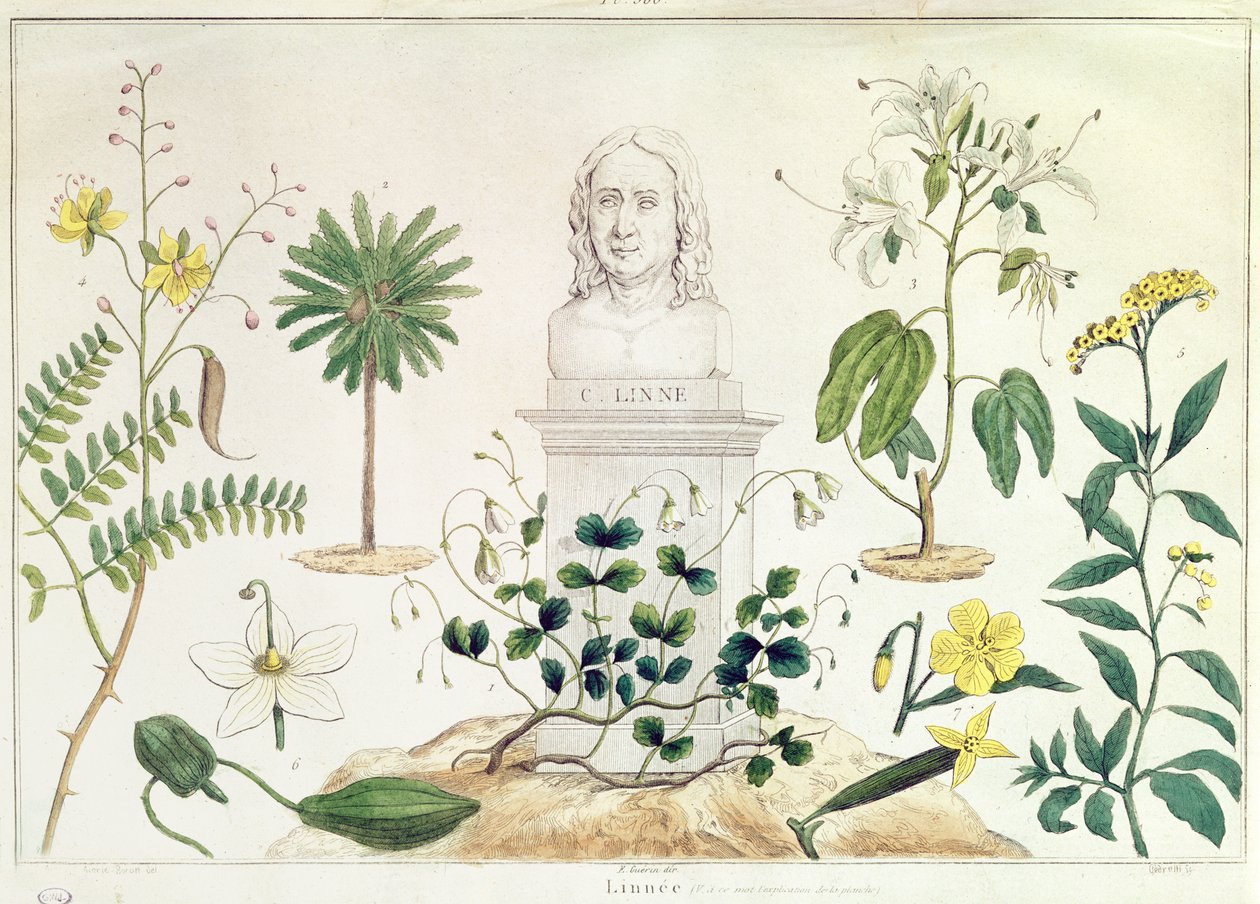 Carolus Linnaeus (1707-78) omringd door enkele van de planten die hij classificeerde door French School