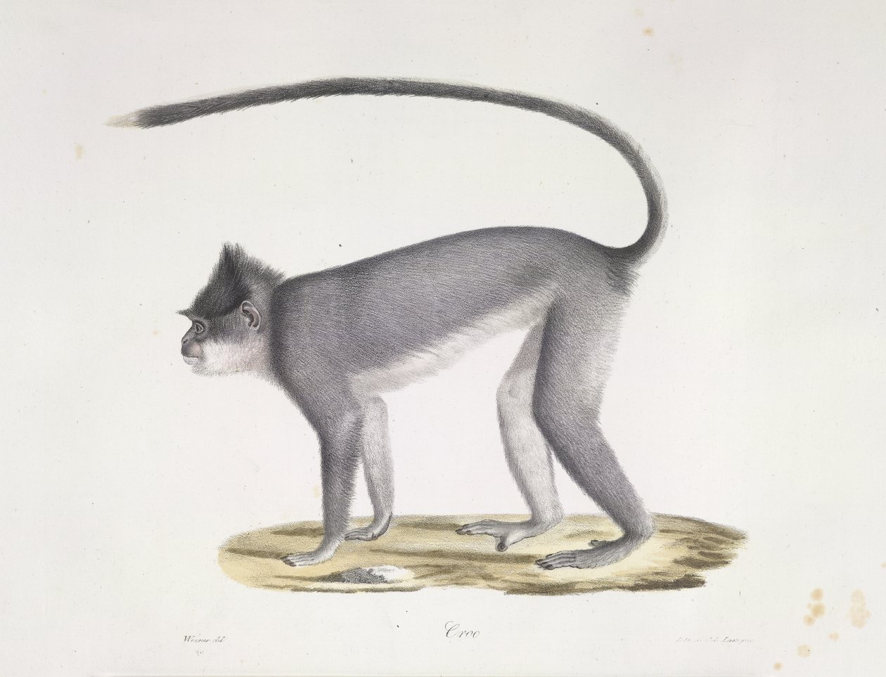 Croo. Een aap, uit Histoire Naturelle des Mammifères (kleur litho) door French School