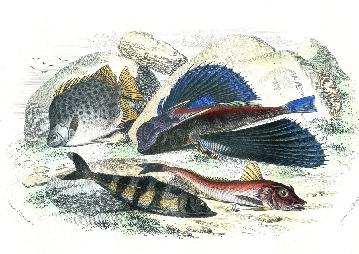Dactyloptere pirapede (Dactylopterus pirapeda) vliegende vis, Chetodon argus (scatophagus argus), centronote piloot (echeneis naucrate), Trigle Lyre (Genicanthus Melanospilos) - Plaat uit Histoire Naturelle door Bernard Germain de Lacepede (1856-1925) door French School