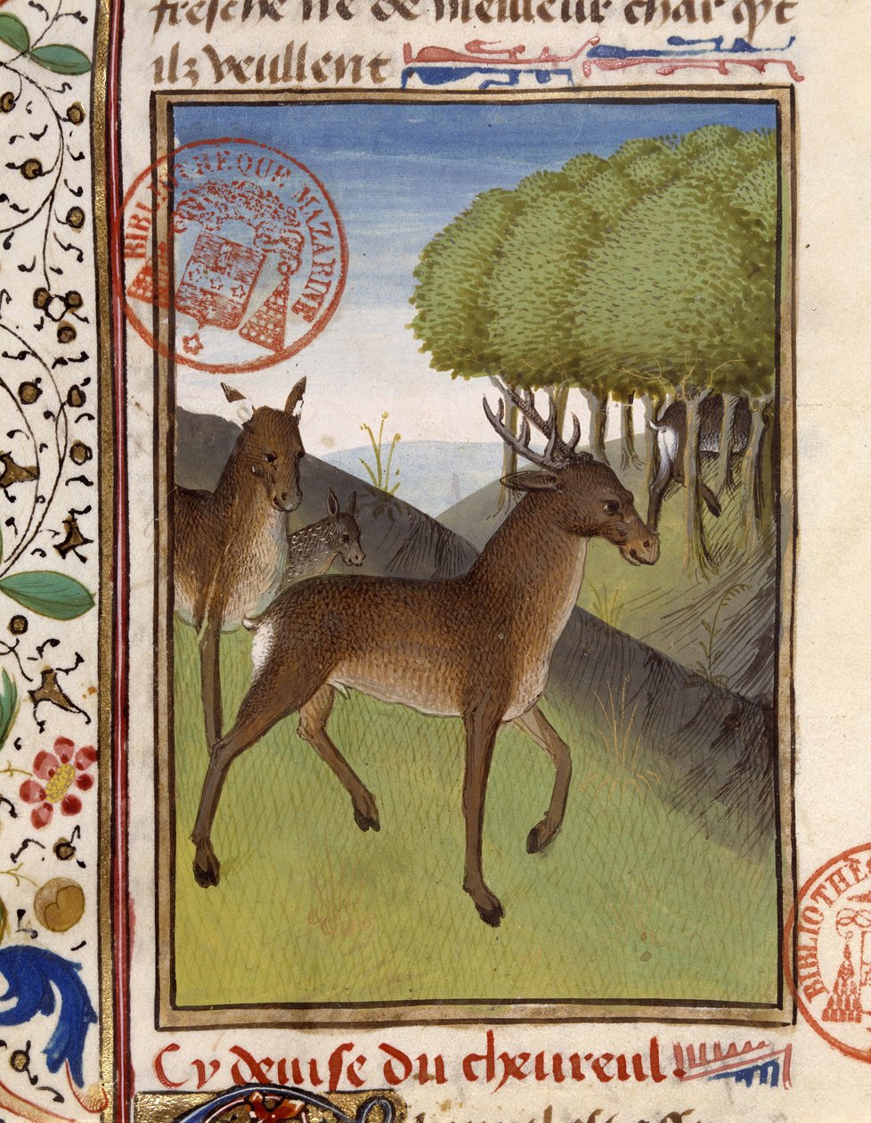 Herten en reeën - in 