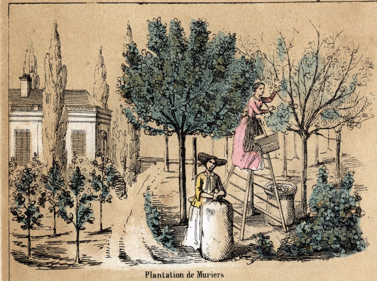 Beschrijving van de teelt en zijden producten: het planten van moerbeibomen. Plaat "la soie" in "les Recreations instructives" Synoptisch schilderij door Jules Delbruck, gravure uit 1860. Privécollectie. door French School
