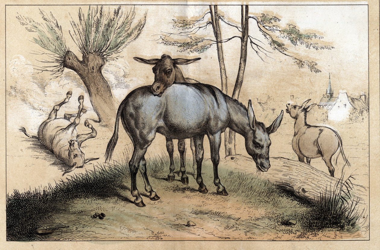 Beschrijving van de verschillende producten en toepassingen van de ezel: twee ezels in één. Detail van de plaat 
